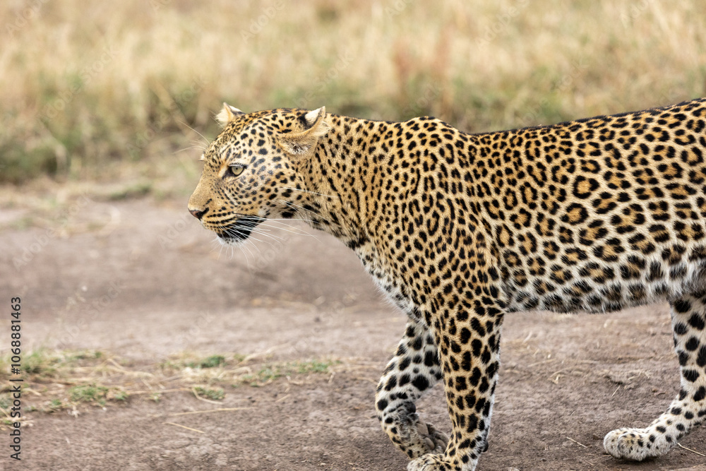 Obraz premium A lone leopard walks gracefully across the open grasslands of the Masai Mara, its sleek form and focused gaze capturing the untamed spirit of the African wilderness.