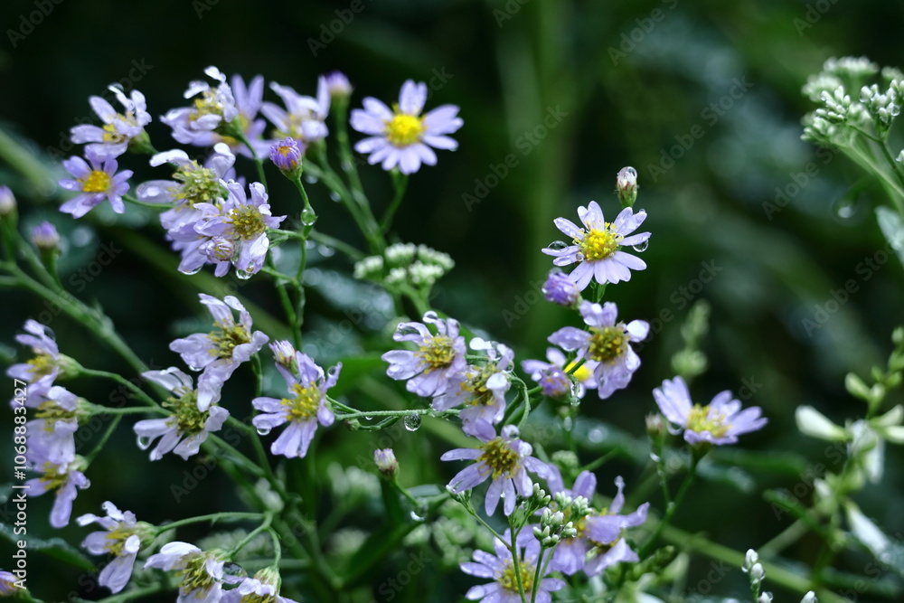 十五夜の時期に咲く薄紫の花 十五夜の時期に咲く薄紫の花