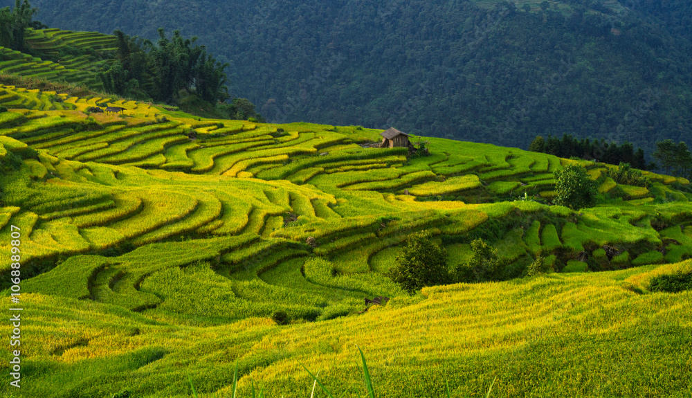 Obraz premium terraced fields in vietnam