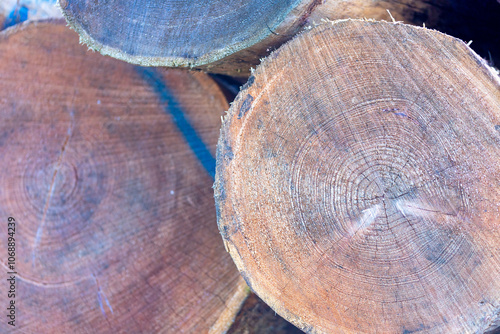 Many sawn-off tree trunks piled up in the forest photo