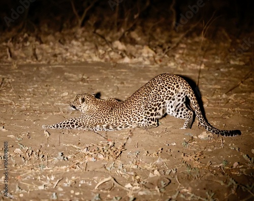 Leopard on the ground doing yoga photo