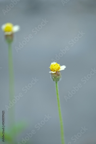 Wild flowers growth in the meadow. Bidens pilosa, spanish needle, blackjacks or ketul kebo on blurry background. photo