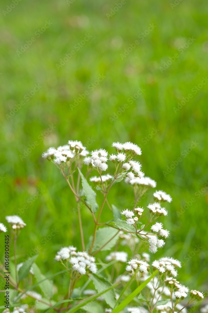 Wild flowers white vernonia cinerea, vernonia albicans growth in the meadow. Wild plant Wild flowers white vernonia cinerea, vernonia albicans growth in the meadow. Wild plant