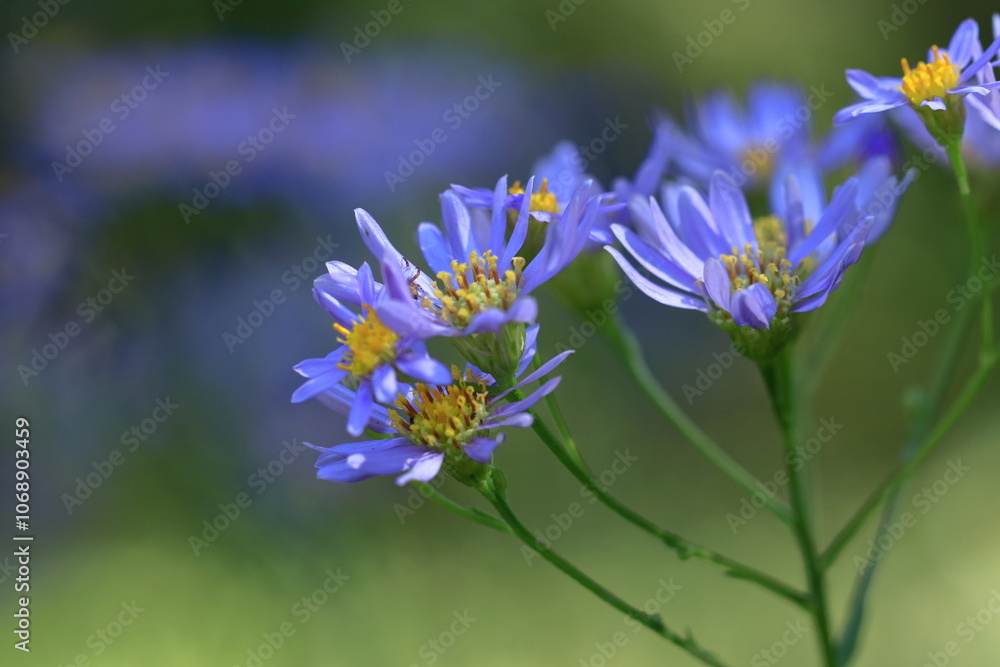 十五夜の時期に咲く薄紫の花 十五夜の時期に咲く薄紫の花