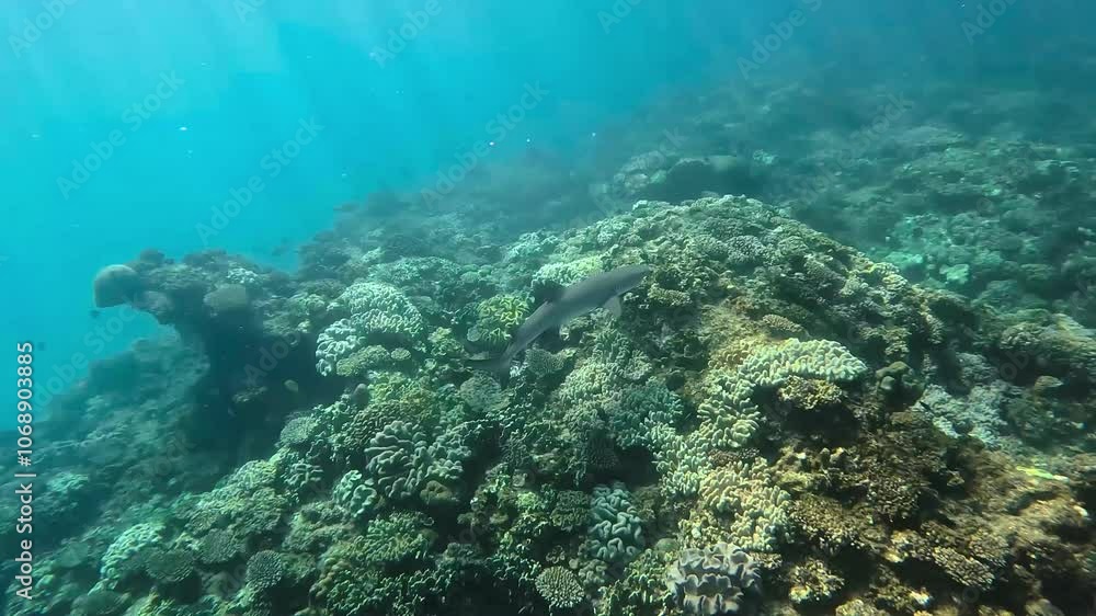 Underwater video of a white tip reef shark swimming in the middle of the corals and fishes. Snorkeling session in the Ningaloo reef, Western Australia. Little shark cruising in the shallow waters. Underwater video of a white tip reef shark swimming in the middle of the corals and fishes. Snorkeling session in the Ningaloo reef, Western Australia. Little shark cruising in the shallow waters.
