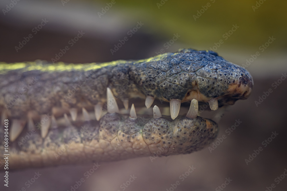 Obraz premium Detail of teeth in crocodile jaw. 