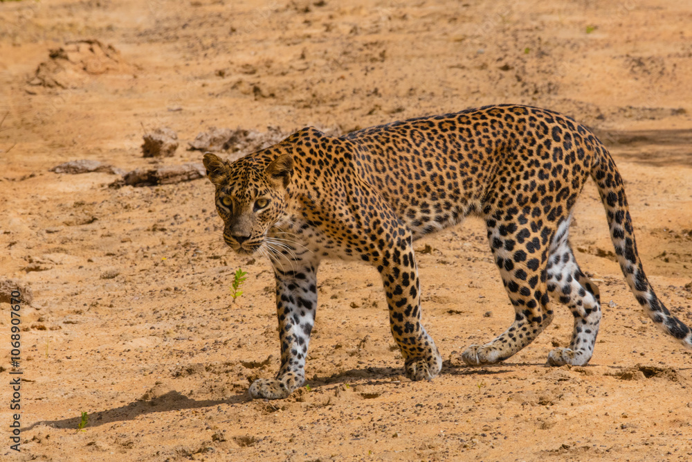Obraz premium Sri Lankan cheetah at Wilpaththu national park