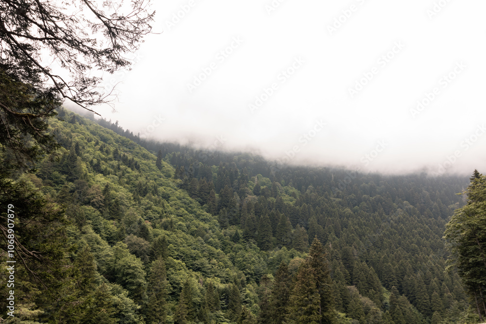 Forest covered misty mountains view at daytime. Forest covered misty mountains view at daytime.