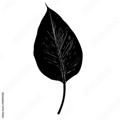 Elegant peace lily leaf illustration showcasing its unique shape and delicate vein structure, perfect for botanical designs and nature-inspired artworks