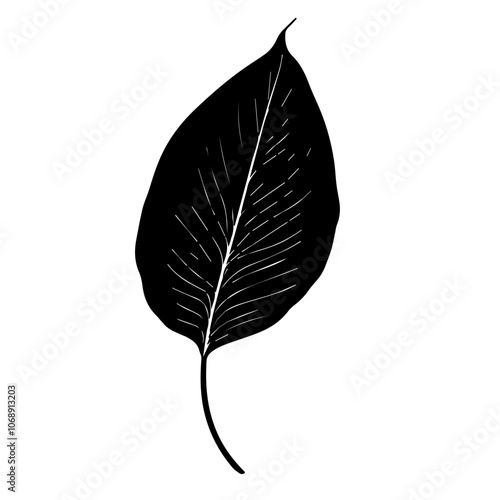 A detailed illustration of a peace lily leaf showcasing its elegant shape and intricate veins, perfect for botanical designs and nature-inspired projects