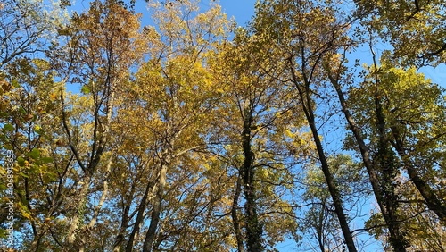 Autumn Tree Canopy Against a Clear Blue Sky