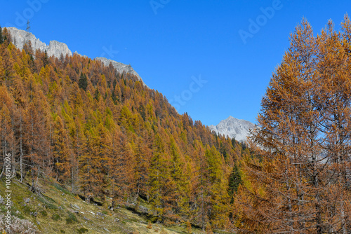 autumn landscape in the mountains, with yellow and orange larches and blue sky