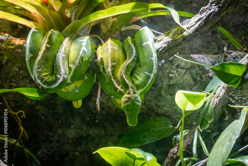 Emerald Tree Boa native to the rainforest of South America housed in a vivarium at the zoo. They eat mainly birds can grow to 6 feet long and can live up to 20 years in captivity.