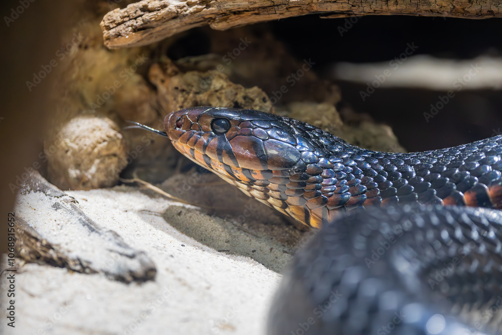 Fototapeta premium Indigo Snake native to Southeast United States at a zoo vivarium. The longest snake in the United States growing up to 8 feet. An apex predator that can kill and eat other snakes.