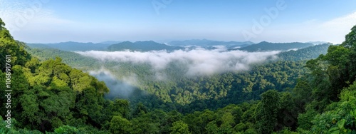 Panorama of a rainforest with mist rising from the treetops and mountains in the background. The forest is full of lush trees and vegetation.