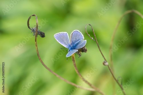 Εκτύπωση καμβά Common blue (Polyommatus icarus) Butterfly with open wings sitting on a plant in