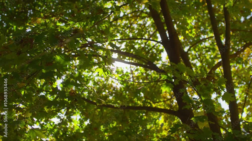 Sunlight Streaming Through Tree Branches with Green Leaves Sunlight Streaming Through Tree Branches with Green Leaves
