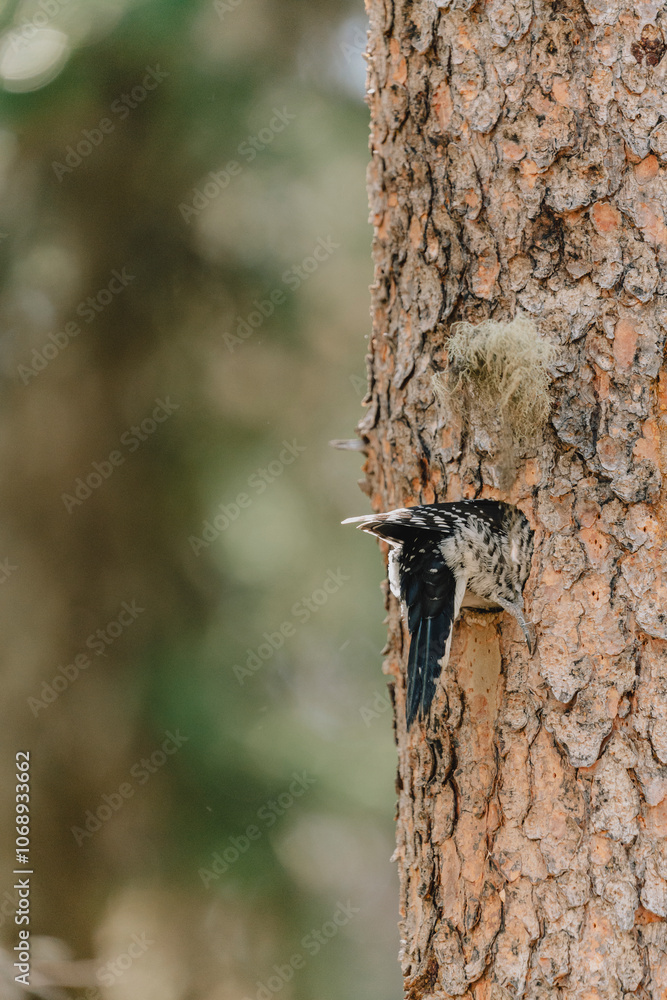 Woodpecker on Tree Trunk, Close-Up Wildlife Photography in Canmore Canada Woodpecker on Tree Trunk, Close-Up Wildlife Photography in Canmore Canada