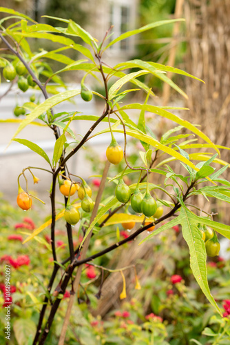 Poroporo or Solanum Laciniatum plant in Saint Gallen in Switzerland photo