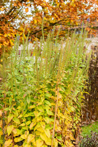 Veronica Kiusiana plant in Saint Gallen in Switzerland photo