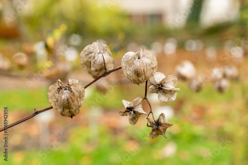 Langsdorff tobacco or Nicotiana Langsdorffii plant in Saint Gallen in Switzerland photo