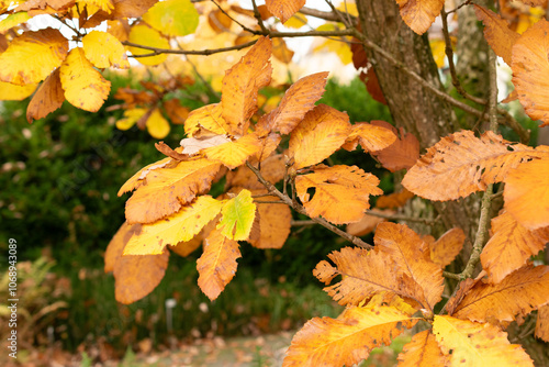 Pontine oak or Quercus Pontica plant in Saint Gallen in Switzerland photo