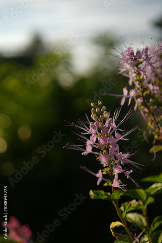 Orthosiphon aristatus, cat's whiskers or Java tea. photo