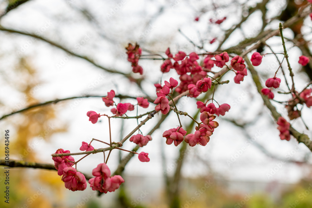 Himalayan spindle or Euonymus Hamiltonianus plant in Saint Gallen in Switzerland Himalayan spindle or Euonymus Hamiltonianus plant in Saint Gallen in Switzerland