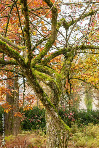 Himalayan spindle or Euonymus Hamiltonianus plant in Saint Gallen in Switzerland photo