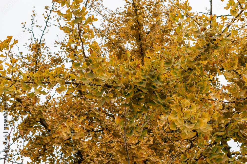 Maidenhair tree or Ginko Biloba tree in Saint Gallen in Switzerland Maidenhair tree or Ginko Biloba tree in Saint Gallen in Switzerland