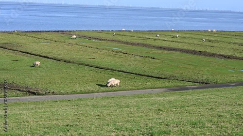 Schaafe auf einem Deich in der Nähe von Cuxhaven in Deutschland. photo