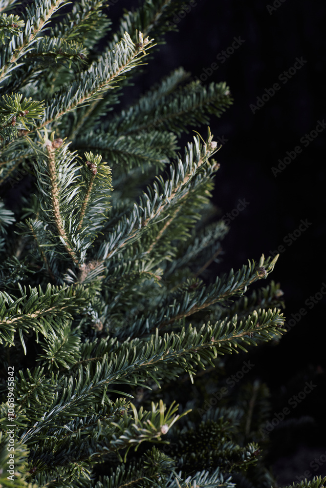 Minimalist Bare Fir Tree in Natural Light Minimalist Bare Fir Tree in Natural Light