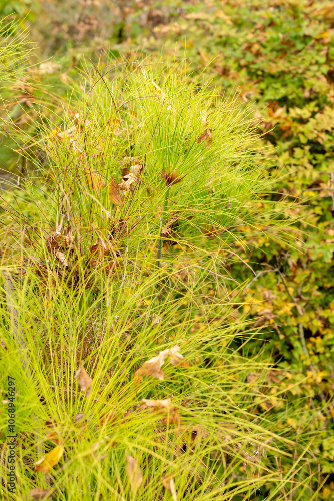 Cyperus Papyrus plant in Saint Gallen in Switzerland Cyperus Papyrus plant in Saint Gallen in Switzerland