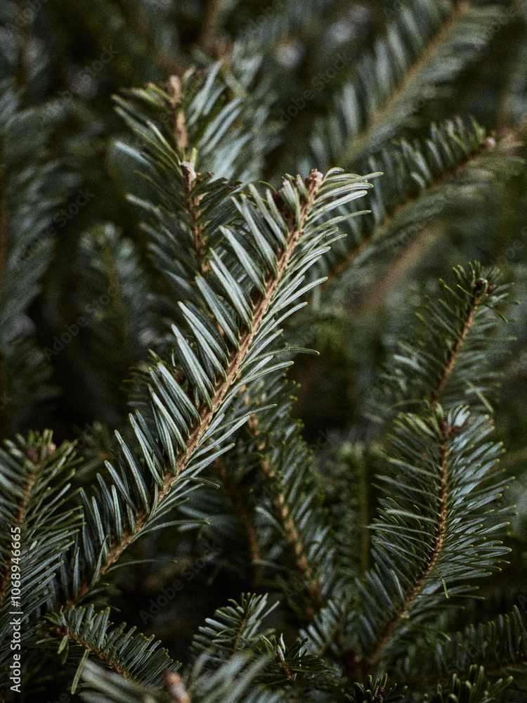 Minimalist Bare Fir Tree in Natural Light Minimalist Bare Fir Tree in Natural Light