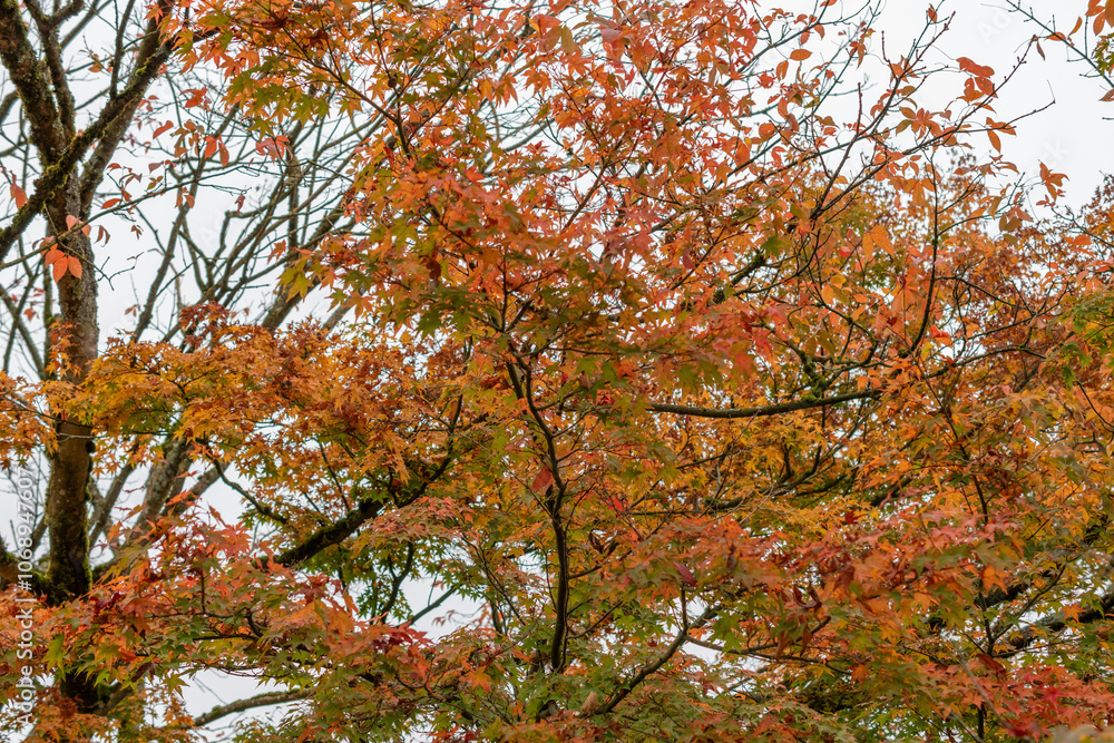 Japanese maple or Acer Palmatum plant in Saint Gallen in Switzerland Japanese maple or Acer Palmatum plant in Saint Gallen in Switzerland