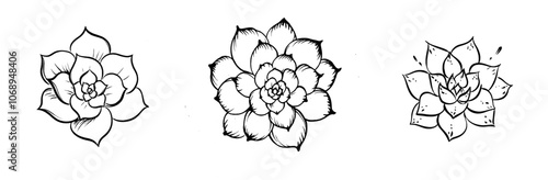 The ghost plant, Echeveria lilacina on white background. A top view of the Mexican succulent plant. The ghost plant is depicted as a modern sketch in hand.