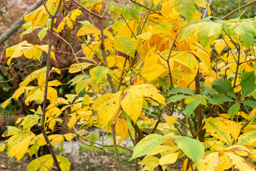 Fotografie Bottle brush buckeye or Aesculus Parviflora plant in Saint Gallen in Switzerland