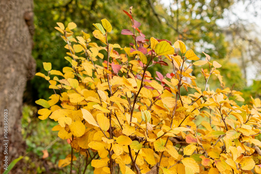 Obraz premium Witch alder or Fothergilla Gardenii plant in Saint Gallen in Switzerland