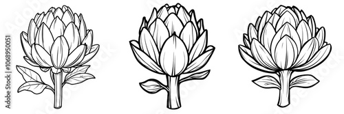 Hand drawn artichoke silhouette isolated on a white background