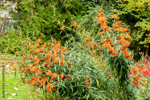 Lions tail or Leonotis Leonurus plant in Saint Gallen in Switzerland photo