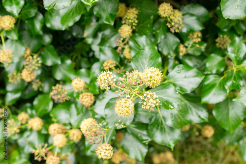 Ivy or Hedera plant in Saint Gallen in Switzerland