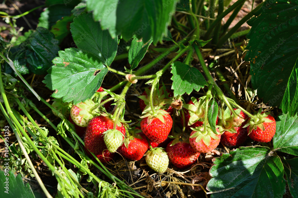 a bushel of strawberries with green leaves and strawberries a bushel of strawberries with green leaves and strawberries
