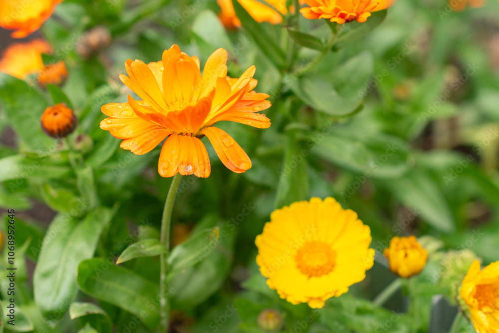 Pot marigold or Calendula Officinalis plant in Saint Gallen in Switzerland Pot marigold or Calendula Officinalis plant in Saint Gallen in Switzerland