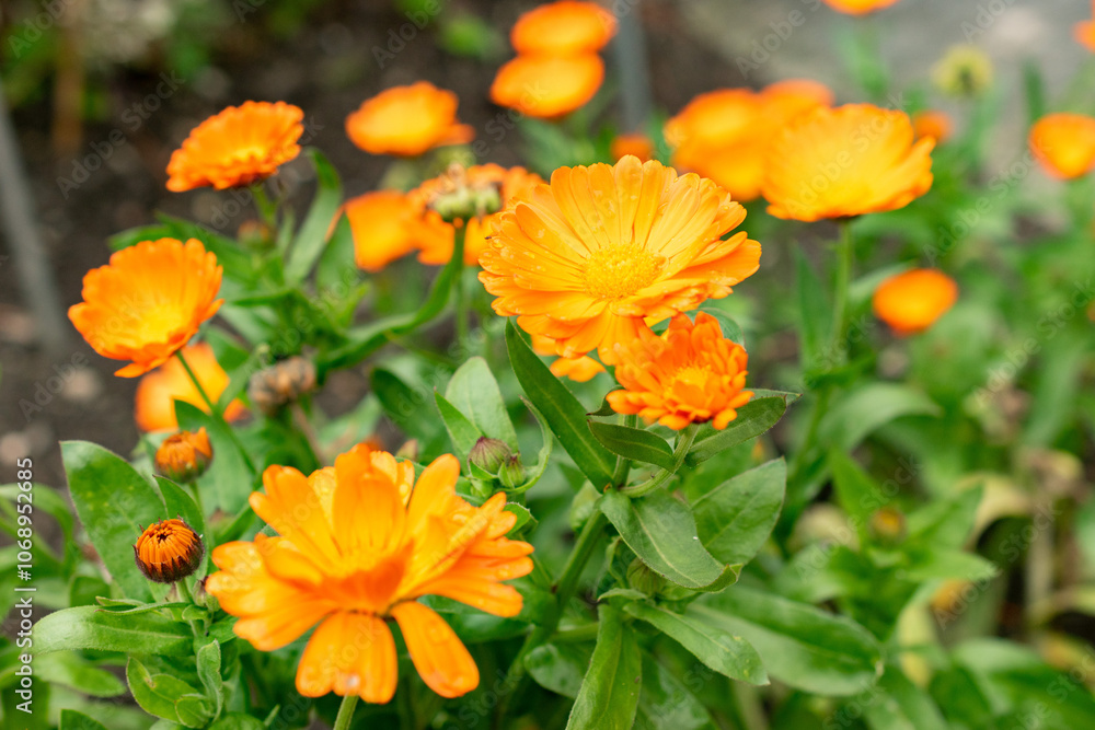 Pot marigold or Calendula Officinalis plant in Saint Gallen in Switzerland Pot marigold or Calendula Officinalis plant in Saint Gallen in Switzerland