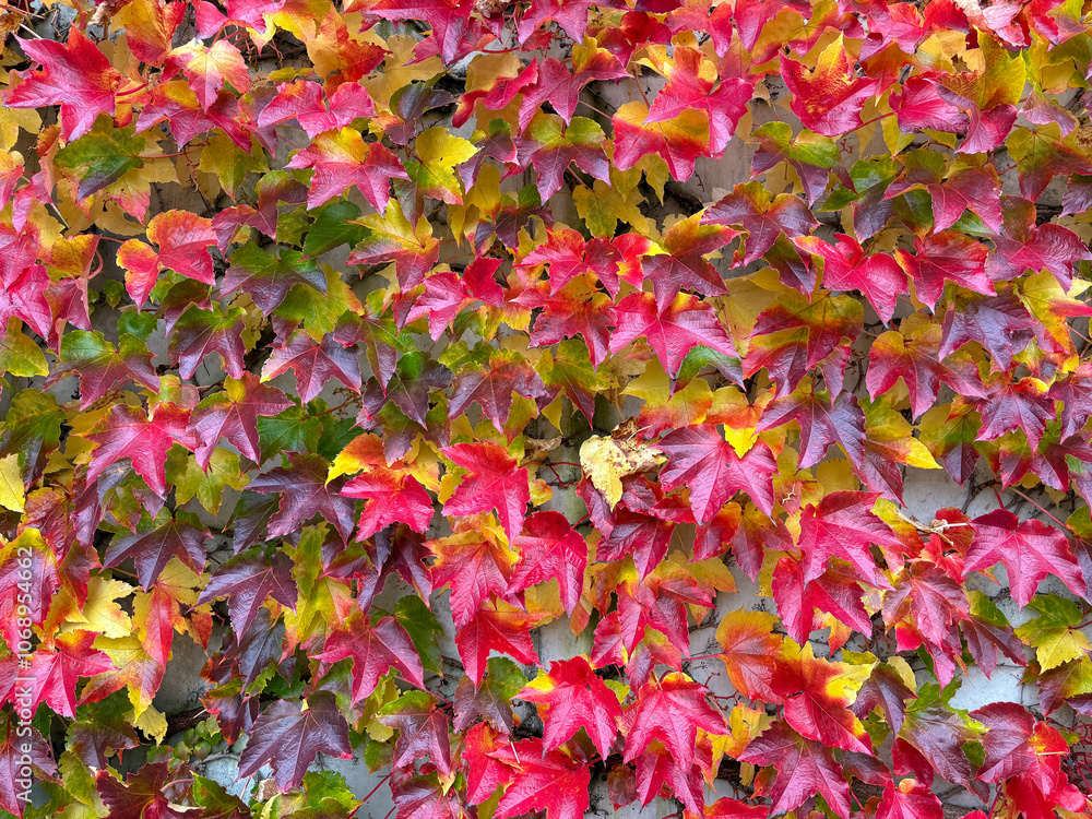 Boston ivy or Parthenocissus Tricuspidata plant in Saint Gallen in Switzerland Boston ivy or Parthenocissus Tricuspidata plant in Saint Gallen in Switzerland