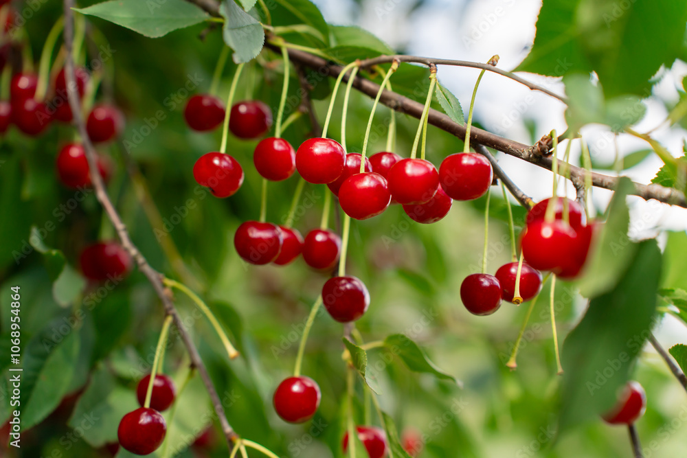 Ripe Felted Cherries on Green Branch. Harvest of berries in a farmer's orchard Ripe Felted Cherries on Green Branch. Harvest of berries in a farmer's orchard