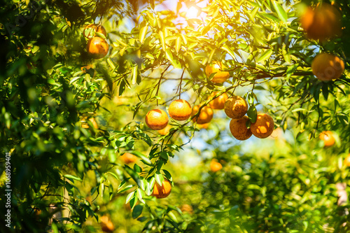 Fresh Oranges on a Lush Green Tree Branch