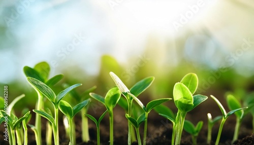 green sprouts of young greenery banner macro shooting