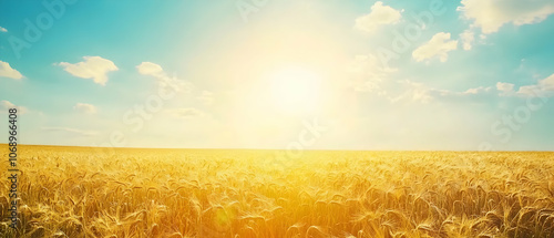 Golden wheat field at sunset.