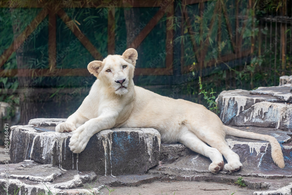 Obraz premium The white lion is a rare color mutation of the lion, specifically the Southern African lion. White lions are not albinos. Their white color is caused by a recessive trait, 